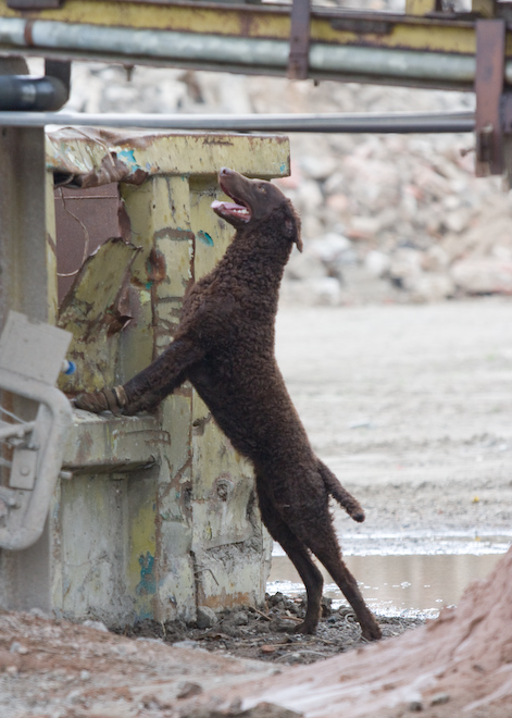 Foto: hunde-foto.net - Th. Eckhoff